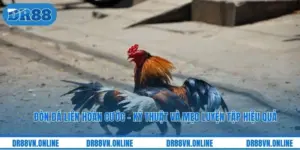 Đòn Đá Liên Hoàn Cước - Kỹ Thuật Và Mẹo Luyện Tập Hiệu Quả