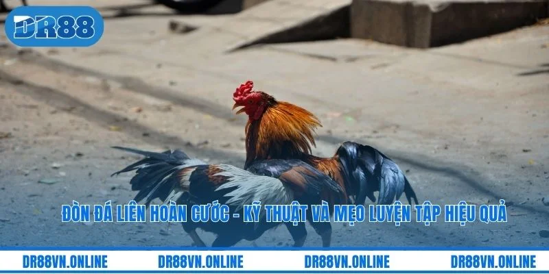 Đòn Đá Liên Hoàn Cước - Kỹ Thuật Và Mẹo Luyện Tập Hiệu Quả