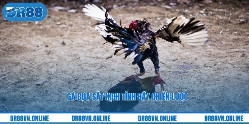 Gà cựa sắt kịch tính đầy chiến lược