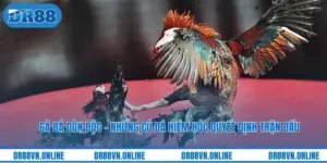 Gà Đá Đòn Độc - Những Cú Đá Hiểm Hóc Quyết Định Trận Đấu