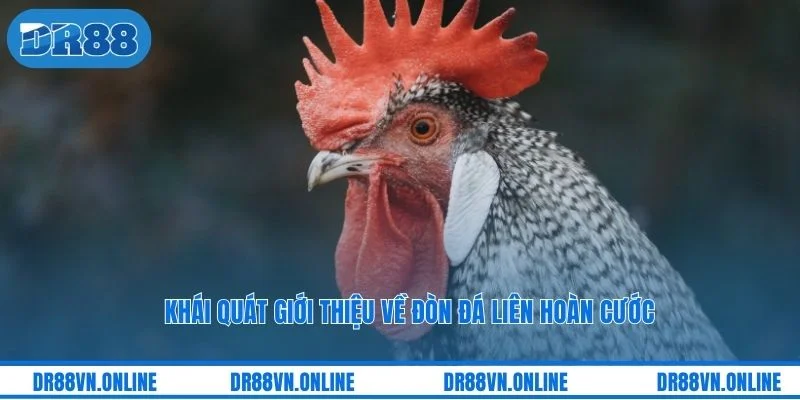 Khái quát giới thiệu về đòn đá liên hoàn cước