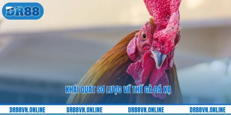 Khái quát sơ lược về thế gà đá xạ