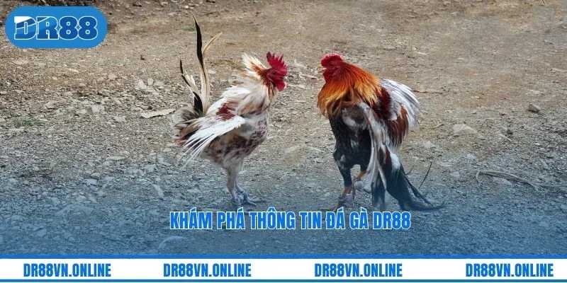 Khám phá thông tin đá gà DR88