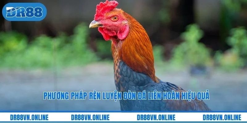 Phương pháp rèn luyện đòn đá liên hoàn hiệu quả