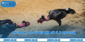 Thế Gà Đá Xạ - Các Dấu Hiệu Nhận Biết Và Áp Dụng Chuẩn