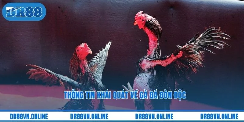 Thông tin khái quát về gà đá đòn độc